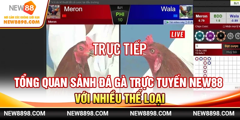 Tổng quan sảnh đá gà New88 với nhiều thể loại